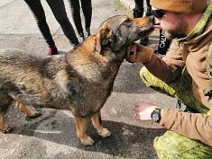 Hunde in der Zone…