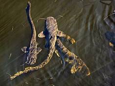 Animal mutations Chernobyl