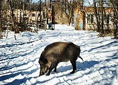 Marvelous creation of the Chernobyl exclusion zone