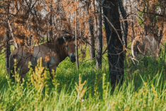 Навіщо це мені? Або 5 причин відвідати Чорнобиль