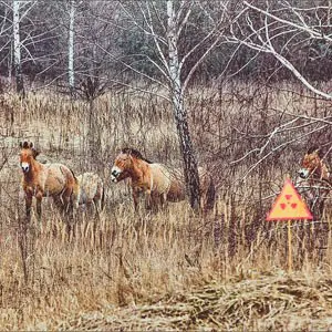 The Przewalski horse opposite ChNPP